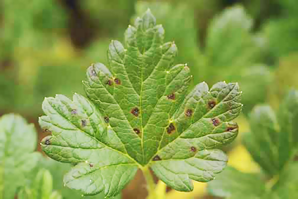 Symptoms of currant anthracnose