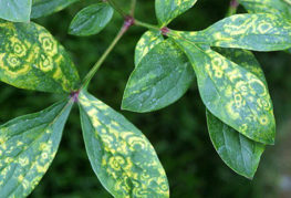 The manifestation of the mosaic virus on the leaves