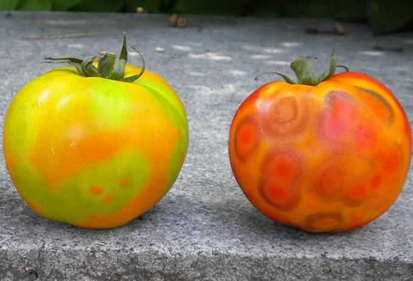 Mozaïekmanifestaties op tomatenfruit