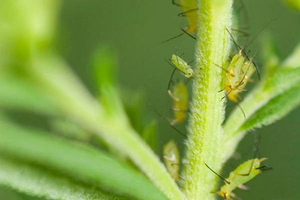 Bladluizen op een plant