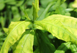 Signs of flower jaundice