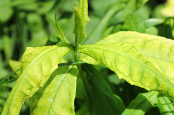 Signs of flower jaundice