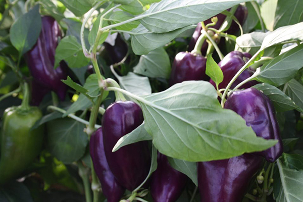 Growing purple bell peppers