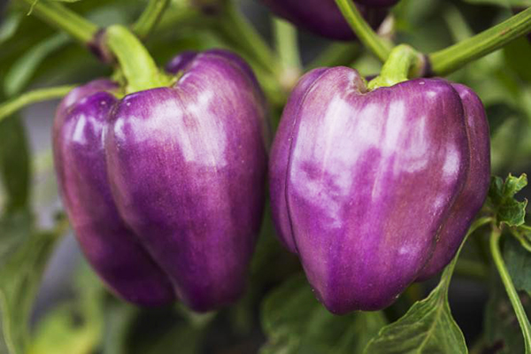 Purple bell peppers