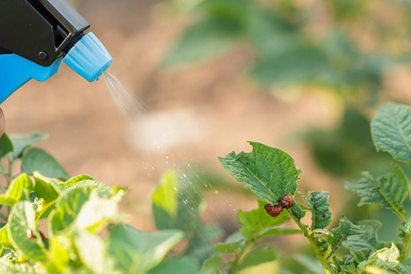 Aardappelen sproeien van de coloradokever