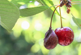 Moniliosis de cereza