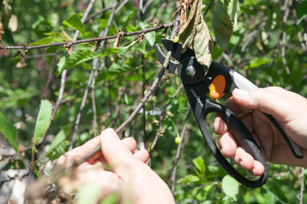 Pruning a fruit tree