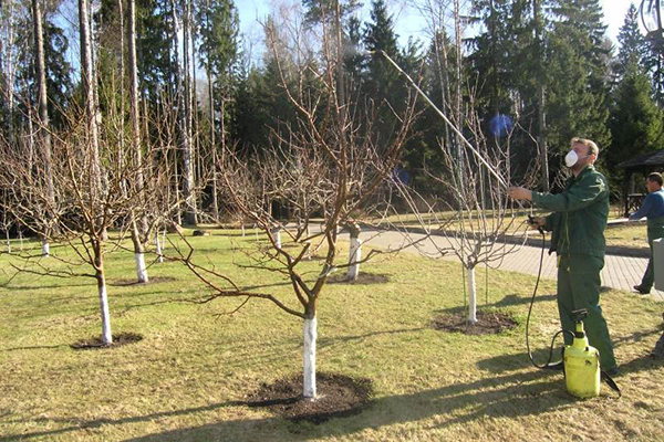 Spraying fruit trees