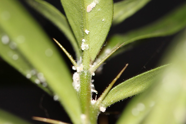 Mealybug on a plant