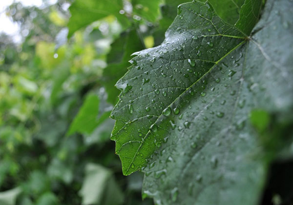 Raindrops on a grape leaf