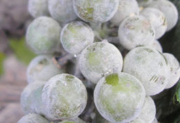 Oidium grapes