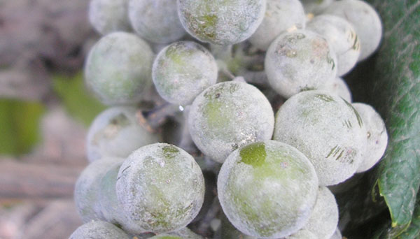 Oidium grapes