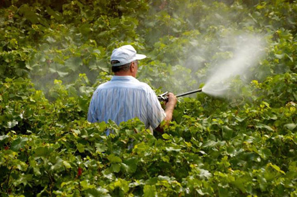 Spraying the vineyard