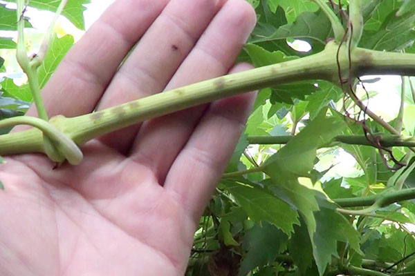 Manifestations of powdery mildew on the vine