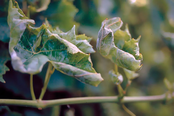 Grapevine aangetast door echte meeldauw