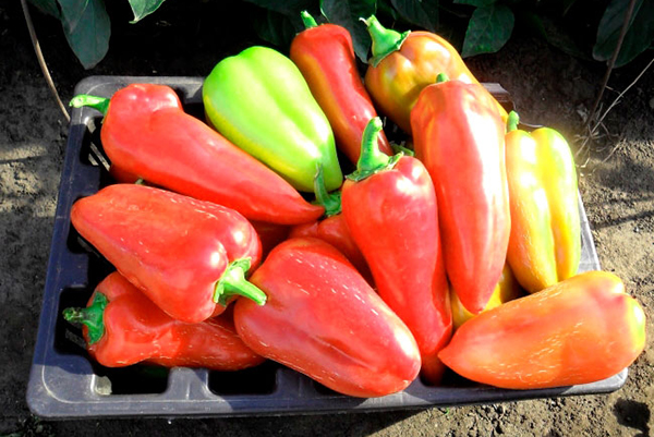 Pepper Harvest Gift van Moldavië