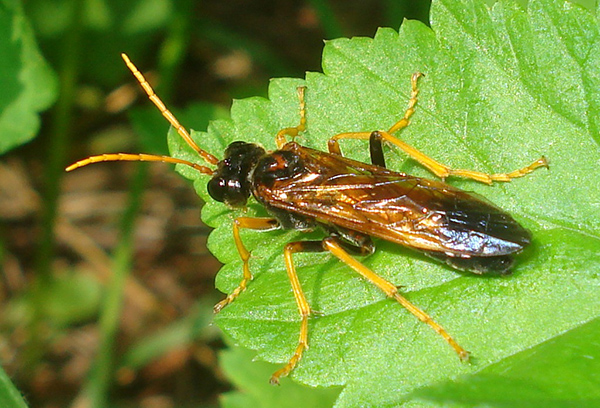 Escarabajo mosca sierra