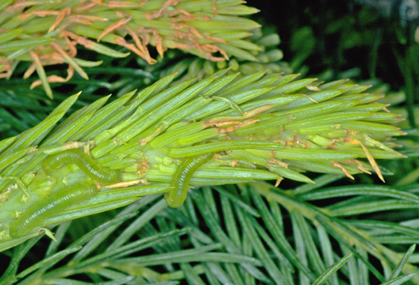 Abeto mosca de sierra común - orugas