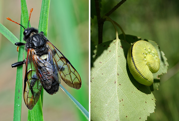 Mosca de sierra de abedul