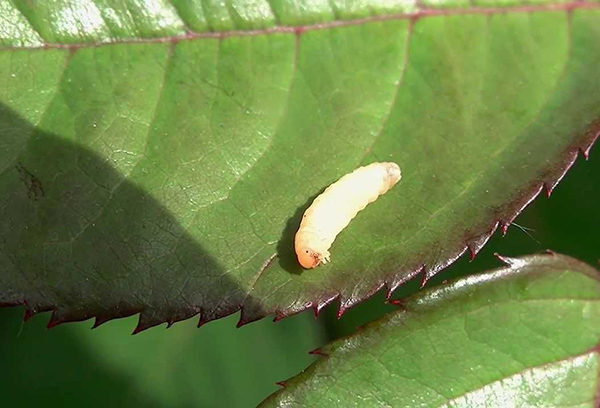 Mosca de sierra en rosas