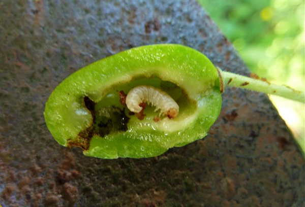 Mosca de sierra de ciruela