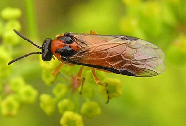 Mosca de sierra de colza