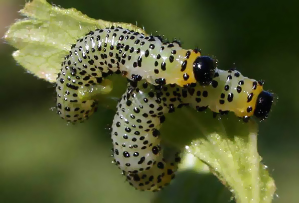 Orugas de mosca de sierra de grosella espinosa