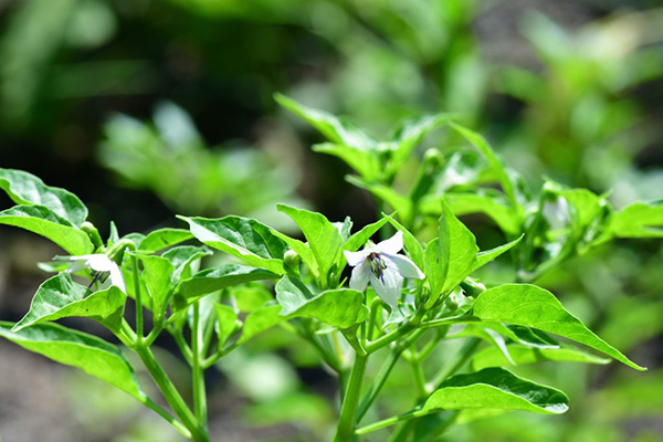 Pimiento floreciente