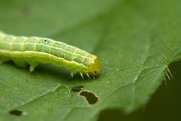 Rups op een blad