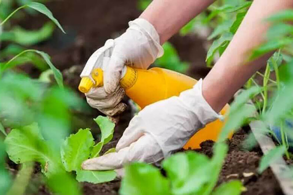 Rociar verduras en el jardín.