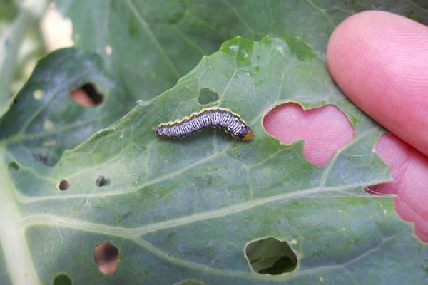 Rups op een koolblad