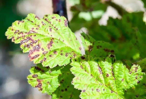 Tekenen van septoria op bladeren