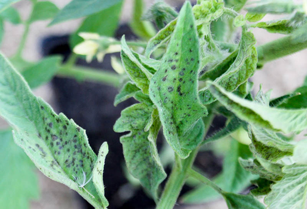 Septoria tomaat