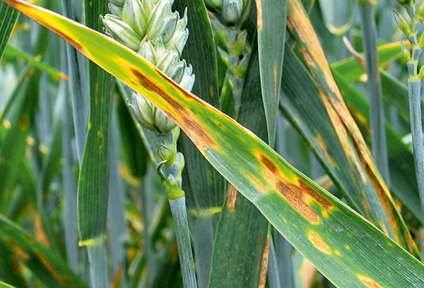 Tarwe septoria