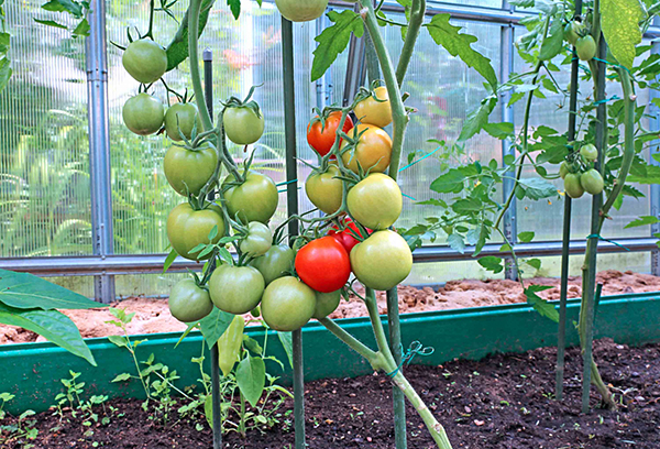 Greenhouse tomatoes