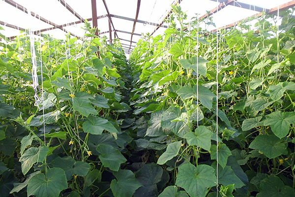 Greenhouse with cucumbers