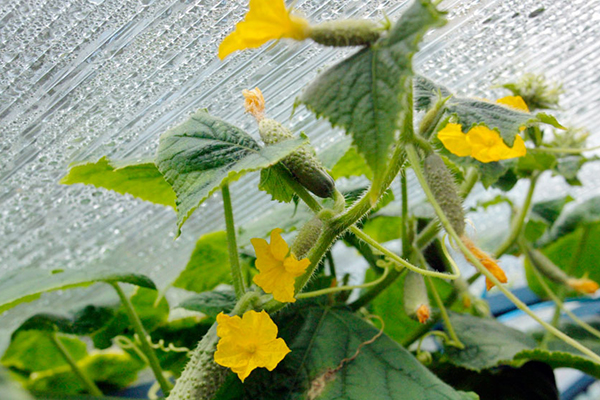 Condensate in a polycarbonate greenhouse