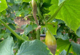 Gray rot on cucumbers