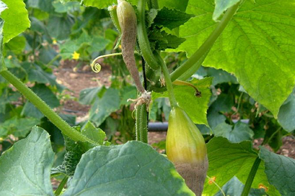 Gray rot on cucumbers