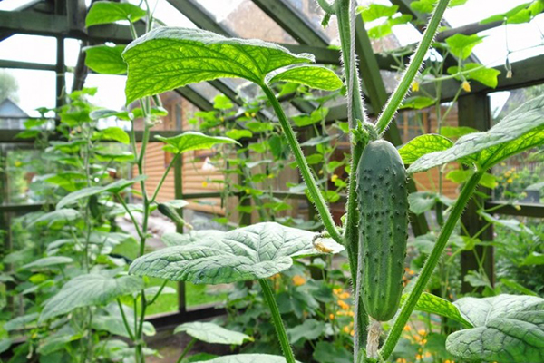 Cucumbers in a spacious greenhouse