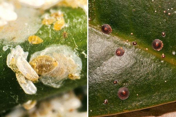 أنواع مختلفة من الحشرات القشرية على النباتات الداخلية