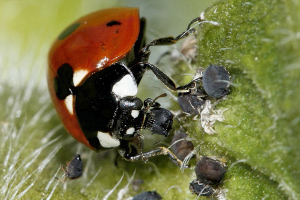 Ladybug eats aphids