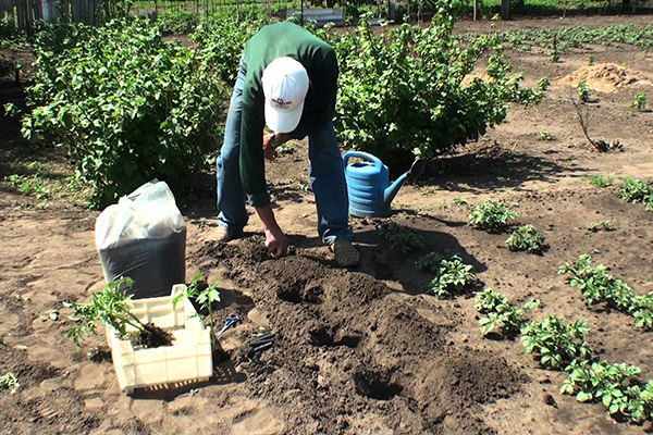 Planting tomatoes in open ground