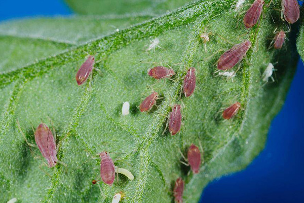 Aphids on a tomato leaf