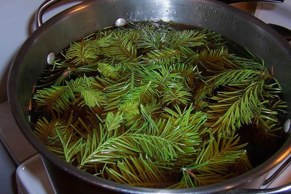 Cooking coniferous broth
