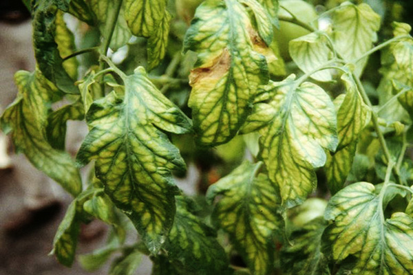 Chlorosis of tomatoes