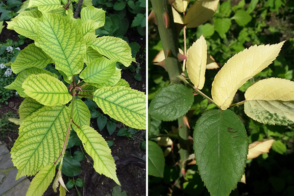 Different types of chlorosis