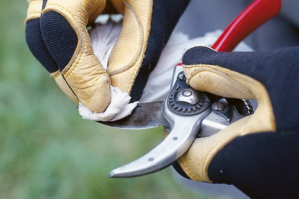 Disinfection of the secateurs