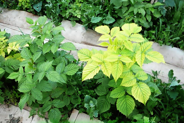 Signs of chlorosis