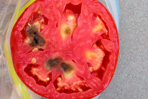 Fruto de un tomate infestado de antracnosis